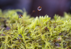 Sciuro-hypnum reflexum