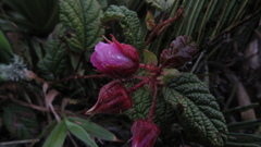 Rubus acanthophyllos