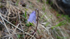 Soldanella pusilla