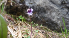 Soldanella pusilla