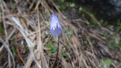 Soldanella pusilla
