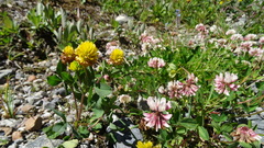 Trifolium pallescens
