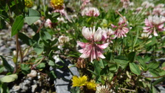 Trifolium pallescens
