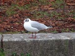 Chroicocephalus ridibundus