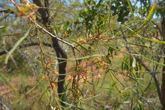 Hakea arborescens