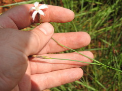 Dianthus mooiensis