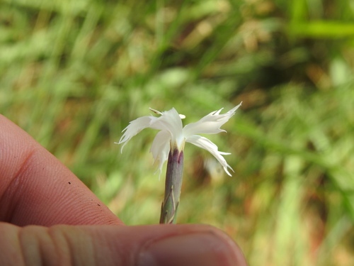 Image of Dianthus mooiensis by (c) Matthew Fainman, some rights reserved (CC BY)