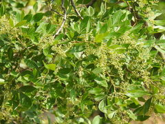 Searsia pyroides gracilis