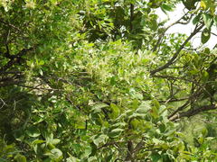 Searsia pyroides gracilis