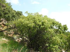 Searsia pyroides gracilis