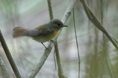 Cyornis pallidipes
