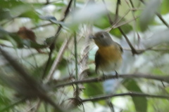 Cyornis pallidipes