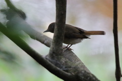 Cyornis pallidipes