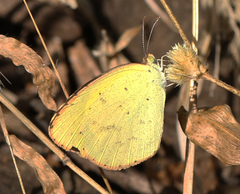 Eurema brigitta rubella