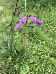 Millettia stuhlmannii