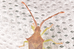 Plinachtus imitator