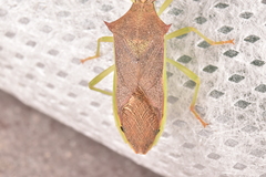 Plinachtus imitator