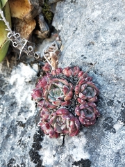 Echeveria halbingeri