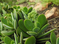 Crassula swaziensis