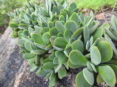 Crassula swaziensis