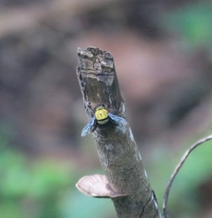 Xylocopa ruficornis