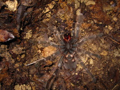 Chaetopelma altugkadirorum