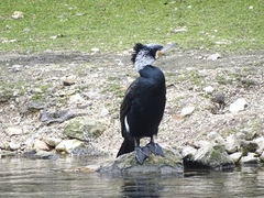 Phalacrocorax carbo