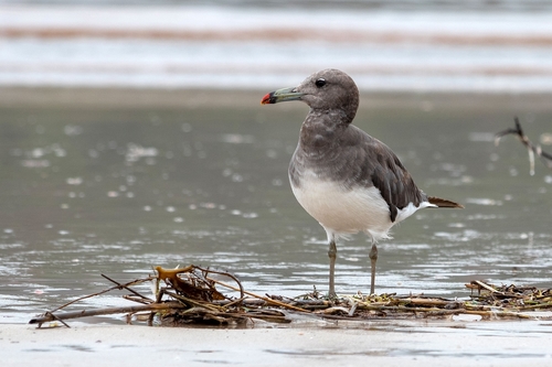 Sooty Gull｜烟鸥 参考照片