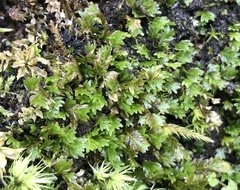 Fissidens dubius