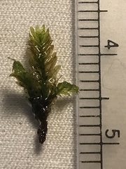 Fissidens dubius