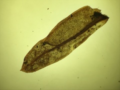 Fissidens dubius