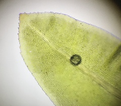 Fissidens dubius