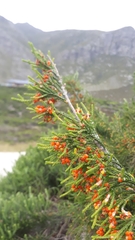 Passerina ericoides