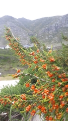 Passerina ericoides