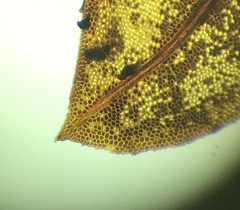Fissidens dubius