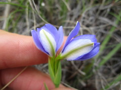 Aristea anceps
