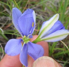 Aristea anceps