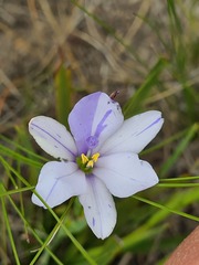 Aristea anceps