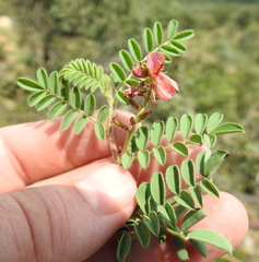 Indigofera comosa