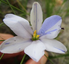 Aristea anceps