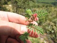 Indigofera comosa