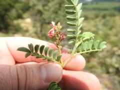 Indigofera comosa