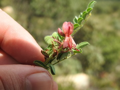 Indigofera comosa