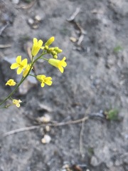 Sisymbrium polymorphum