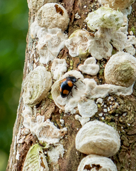 Aulacocheilus doriae