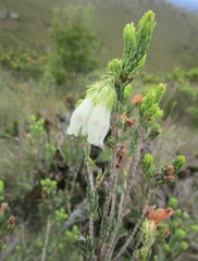 Erica pectinifolia