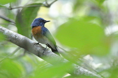 Cyornis rubeculoides