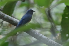 Cyornis rubeculoides