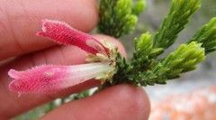 Erica pectinifolia