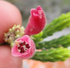 Erica pectinifolia